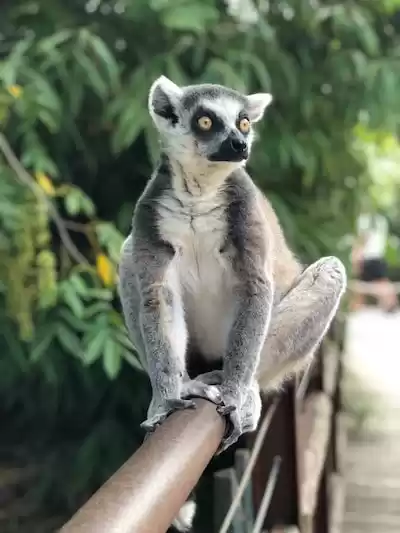Madagaskar