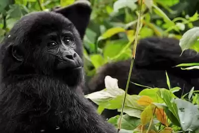 Uganda