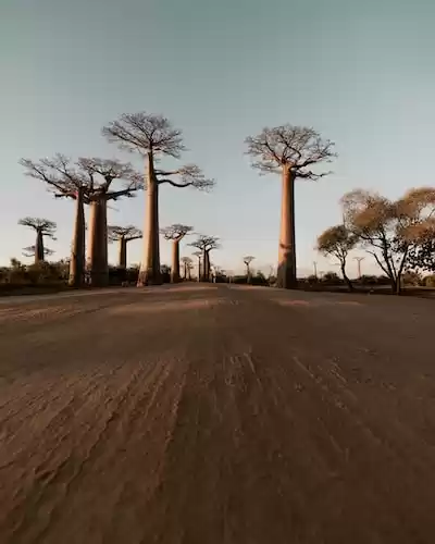 Madagaskar