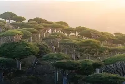 Yemen