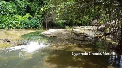 Morovis