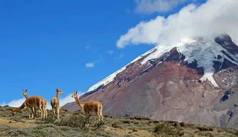Chimborazo