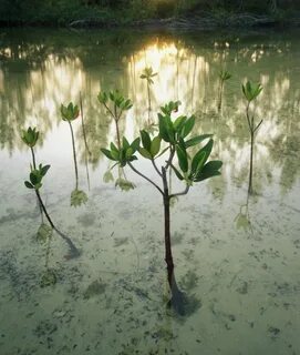 Mangrov Çayı