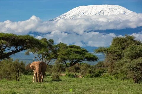 Kilimanjaro