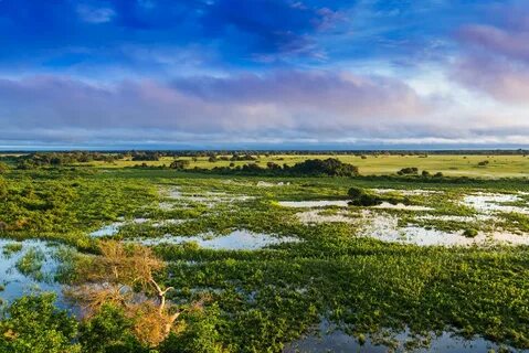 Mato Grosso