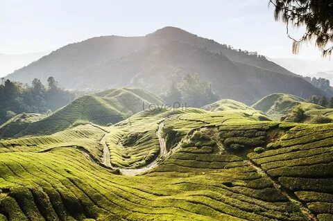 Pahang