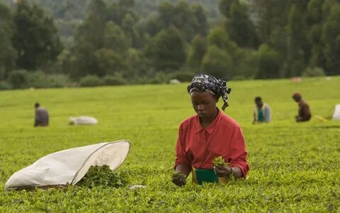 Kericho
