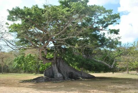 Ceiba