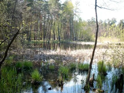 Luhanska bölgesi