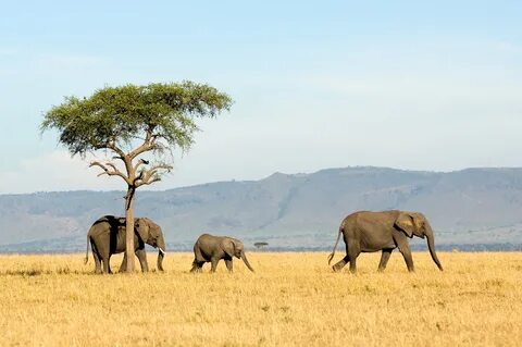 Songwe