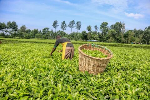 Nyeri
