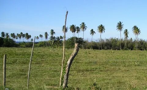 Hatillo