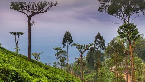 Badulla Bölgesi