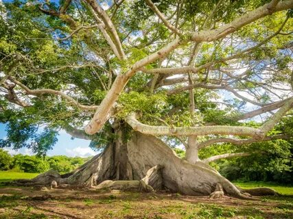 Ceiba