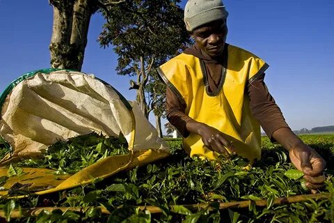 Kericho