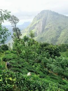 Badulla Bölgesi