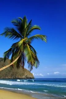 Aragua