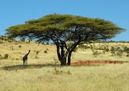 Isiolo