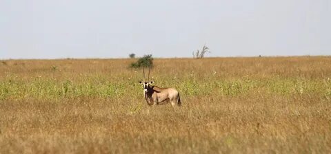 Laikipia