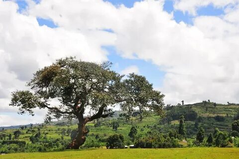 Kapchorwa Bölgesi