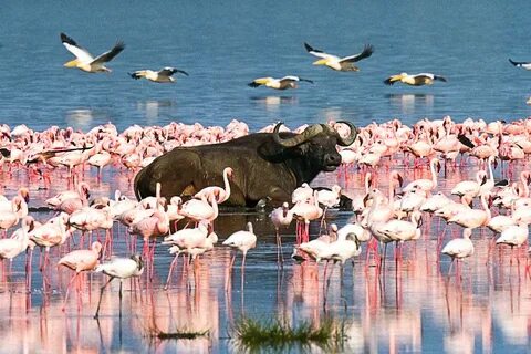 Nakuru