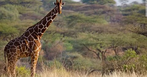 Laikipia