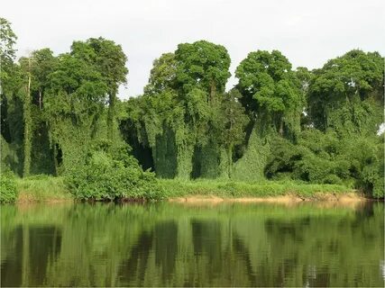 Ogooué-Ivindo Eyaleti