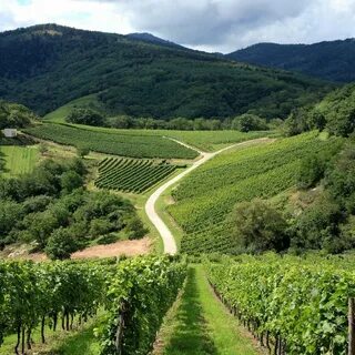 Vosges