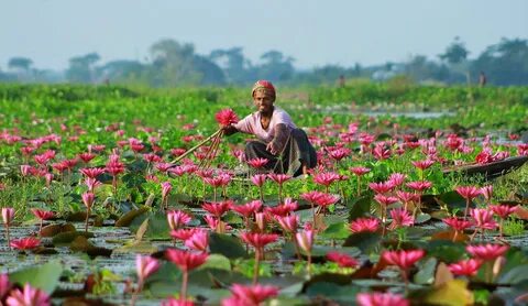 Gopalganj Bölgesi