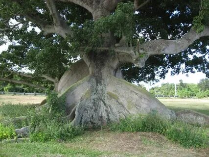Ceiba