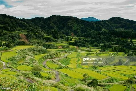 Niigata İli
