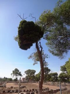 Chlef