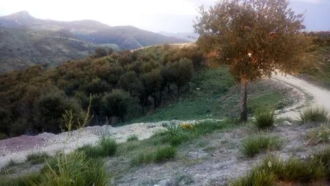 Ahras Çarşısı