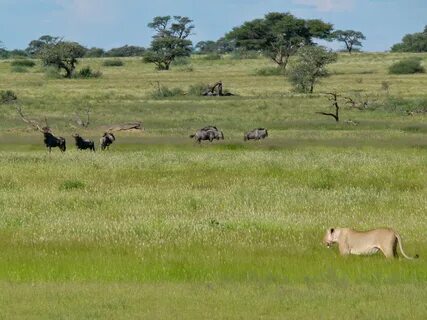 Kgalagadi Bölgesi