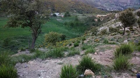 Ahras Çarşısı