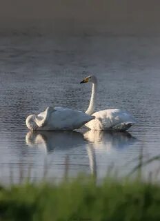 Uusimaa