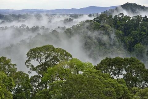 Temburong Bölgesi
