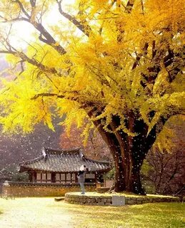 Kuzey Gyeongsang Eyaleti