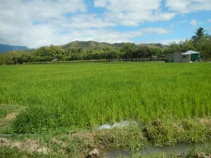 Nueva Ecija