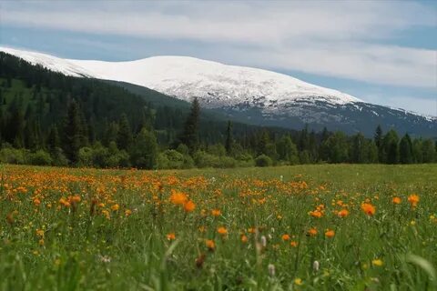 Altay Krayı