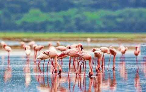 Nakuru