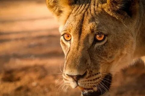 Kgalagadi Bölgesi