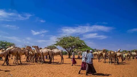 Wajir