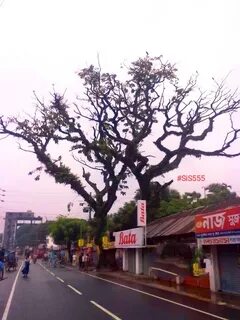 Nilphamari Bölgesi