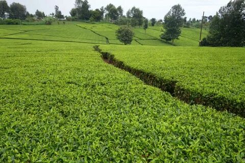 Kericho
