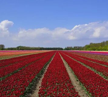 Flevoland