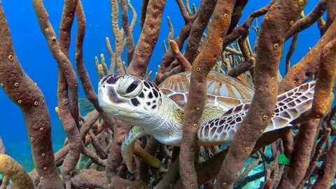 Bonaire