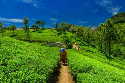 Assam