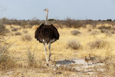 Oshana Region