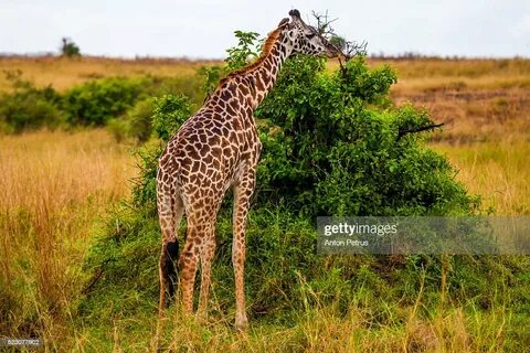 narok
